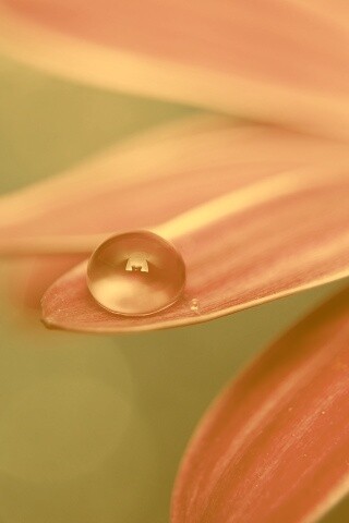 Капля на лепестке обои