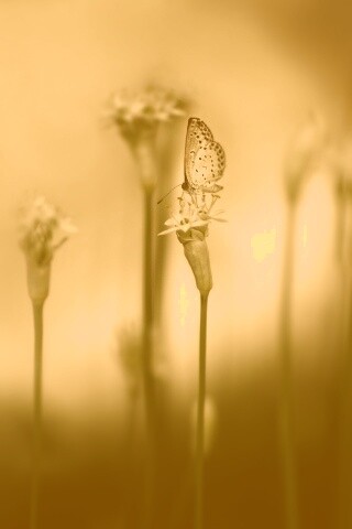 Бабочка на цветке обои