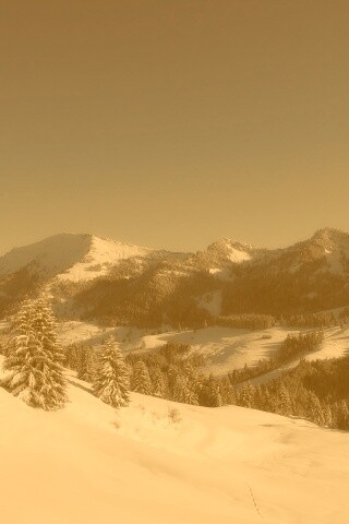 Лес в горах обои