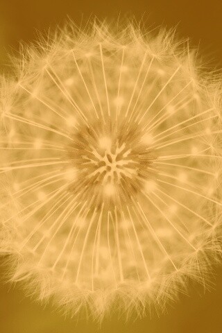 Макро фотография одуванчика обои