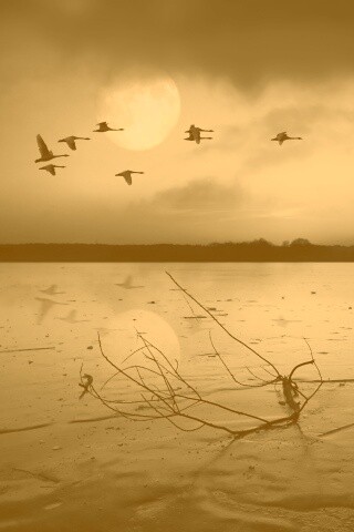 Полет птиц над озером обои