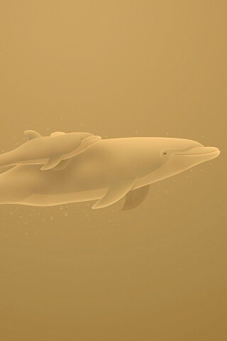 Дельфин и дельфиненок обои