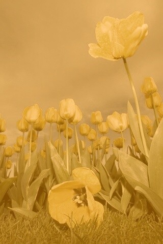 Жёлтые тюльпаны обои