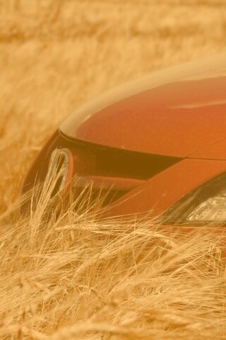 Мазда в пшенице обои