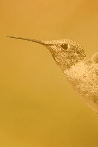 Колибри в полёте обои