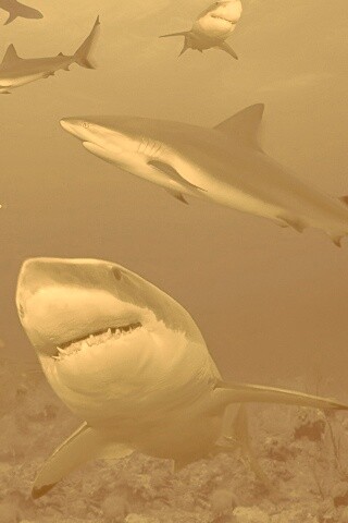 Стая акул обои