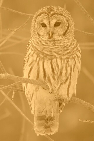 Серая сова обои