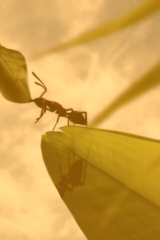 Муравей тащит лист обои