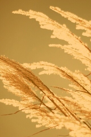 Солнце играет на степном ковыле обои