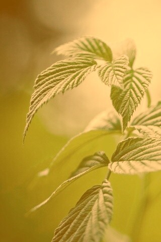 Листья малины обои