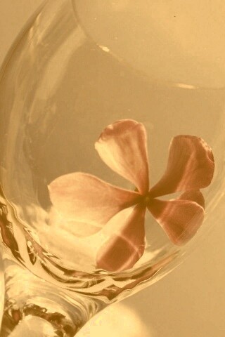 Нежный цветок в бокале на фоне голубого неба обои