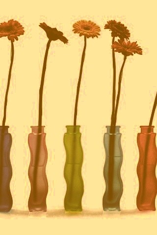 Герберы в изогнутых вазах обои