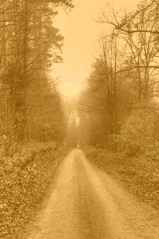 Дорога через лес обои