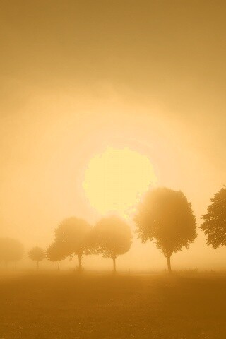 Деревья в поле обои