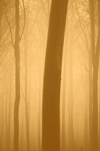 Туман в лесу обои