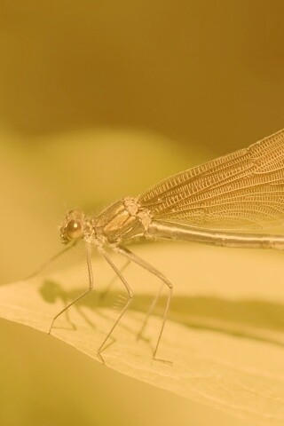 Стрекоза на листе обои