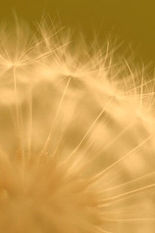 Макро фото одуванчика обои