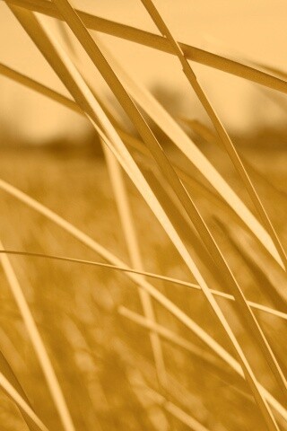 Желтая трава обои