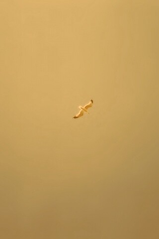 Полет  обои