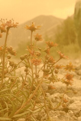 Горные цветы обои