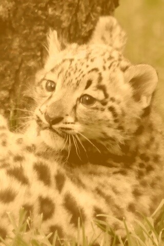 Котенок большой дикой кошки обои