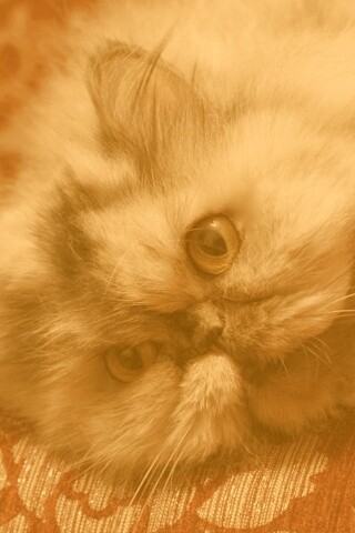 Ленивый перс обои