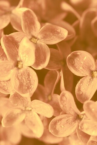 Цветы сирени обои