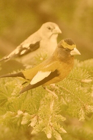 Птички с зелёными клювами обои