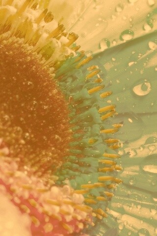 Цветик семицветик обои