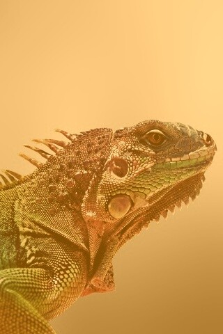 Игуана обои