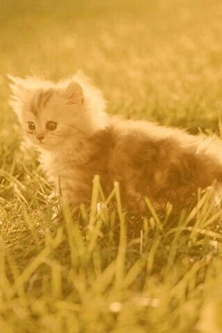 Котёнок в траве обои