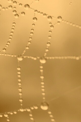 Капли росы на паутине обои