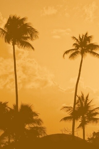 Пальмы на закате обои