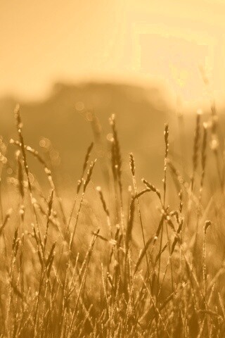 Поле пшеницы обои