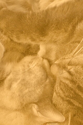 Сладкая парочка обои