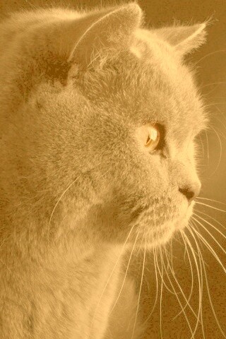 Плюшик  обои