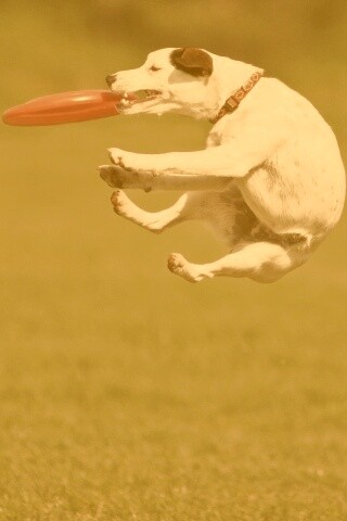 Ловкач обои