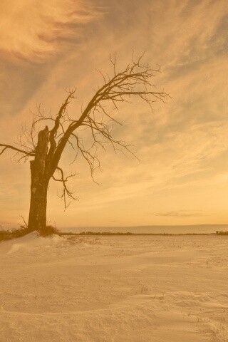 Сломанное дерево в снежной тундре обои
