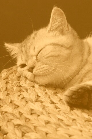 Пушистый кот спит на корзине обои