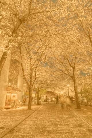 Аллея лепестков обои