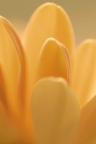 Лепестки хризантемы обои