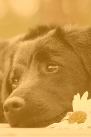 Собака с ромашкой обои