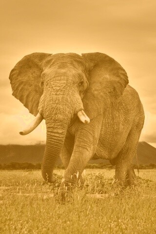 Слон на прогулке обои