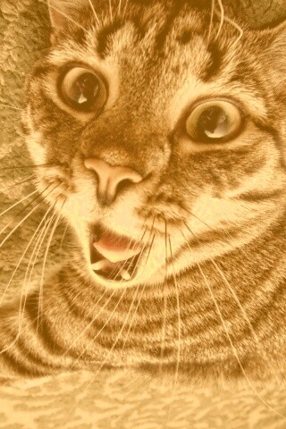 Спалившийся на ковре кошак обои