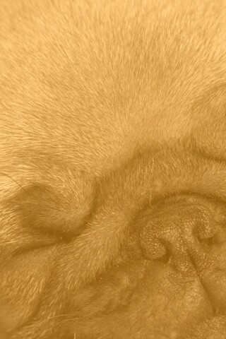 Спящий мопсик обои