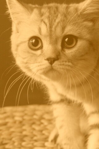 Лупоглазый котенок обои