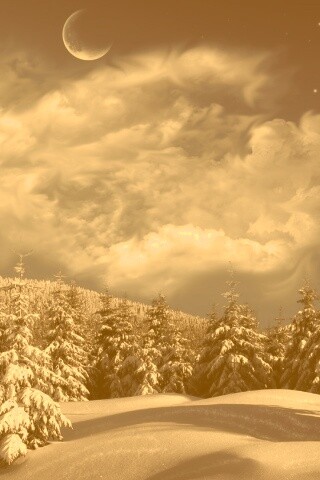 Зимний еловый лес обои