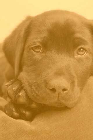 Сонный щенок немецкого поинтера обои