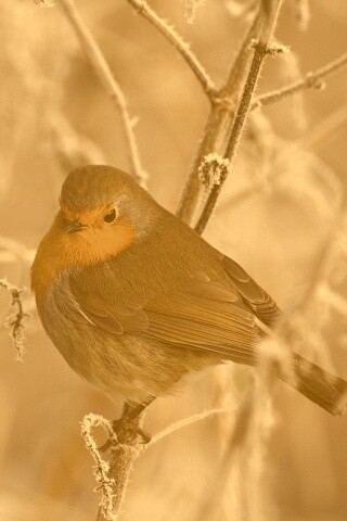 Птичка на ветке обои