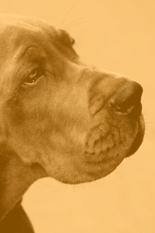 Грустная собака обои